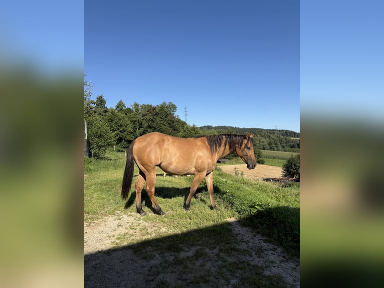 American Quarter Horse Mare 2 years 14,3 hh Dun in Ampflwang