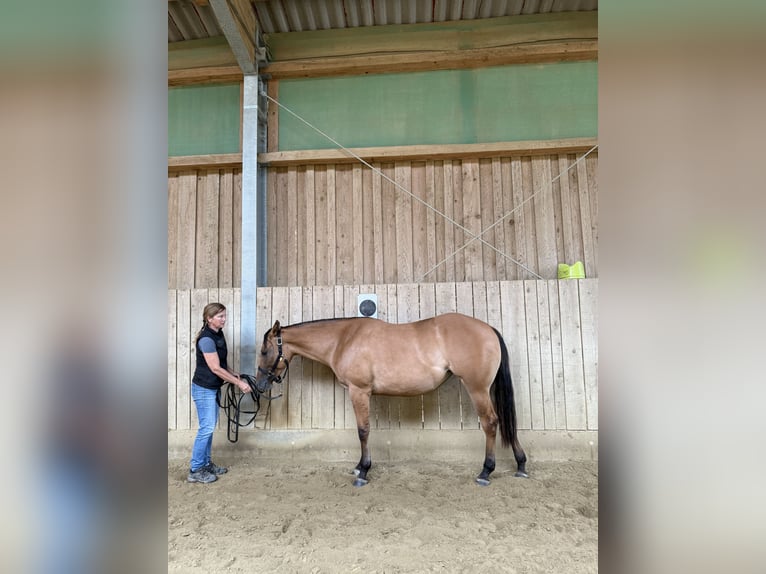 American Quarter Horse Mare 2 years 14,3 hh Dun in Ampflwang