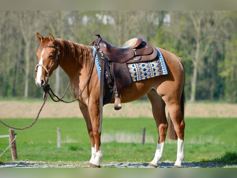 American Quarter Horse Mare 2 years 14,3 hh Red Dun in Alfeld (Leine)