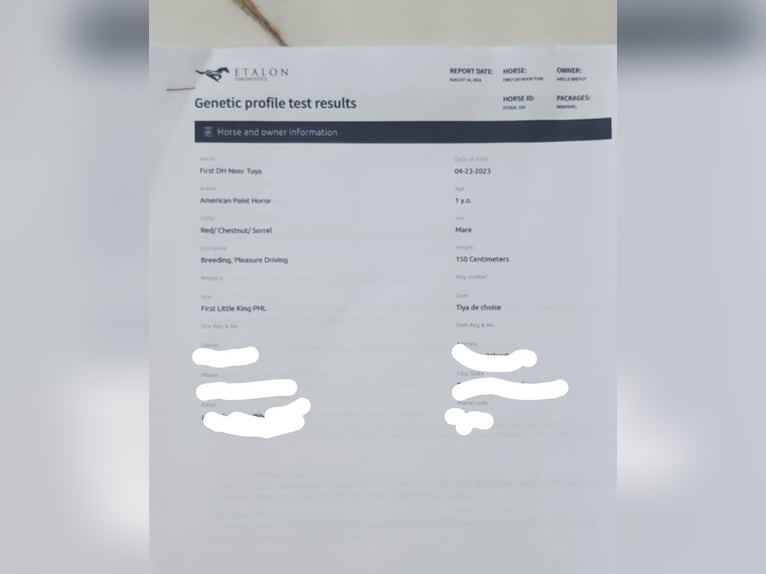 American Quarter Horse Mix Mare 2 years 14,3 hh Sorrel in Kemzeke