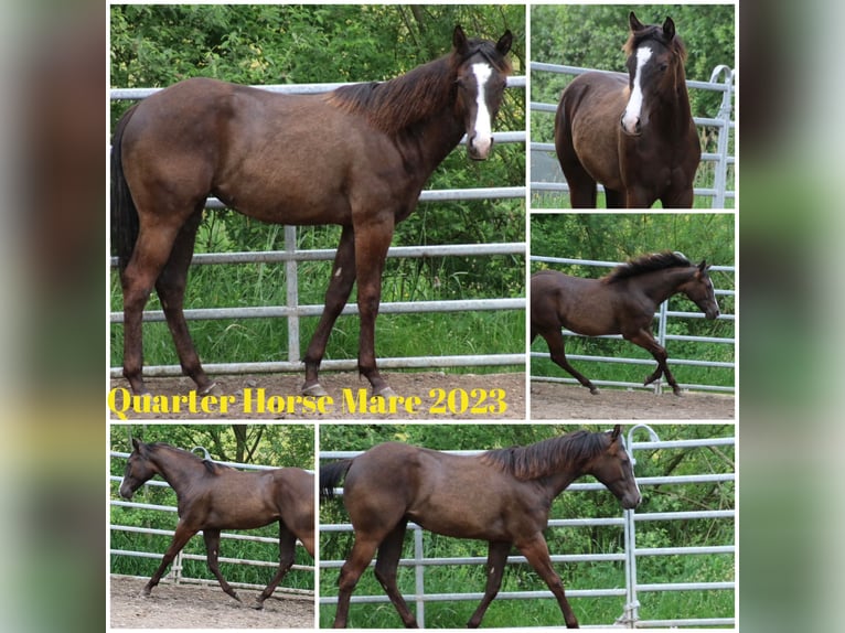 American Quarter Horse Mare 2 years 15,1 hh Bay-Dark in Schwarzach