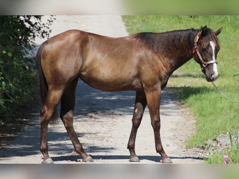 American Quarter Horse Mare 2 years 15,1 hh Bay-Dark in Schwarzach