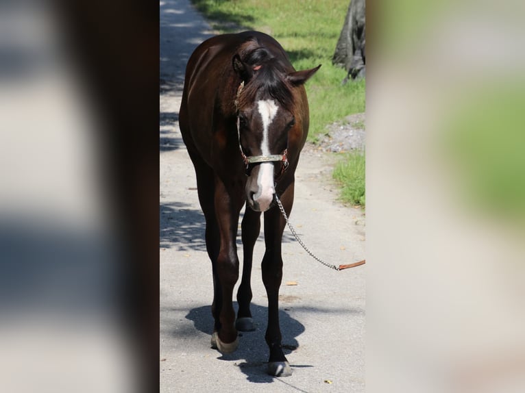 American Quarter Horse Mare 2 years 15,1 hh Bay-Dark in Schwarzach