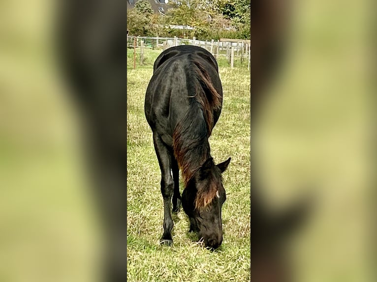 American Quarter Horse Mare 2 years 15,1 hh Black in Haltern am See