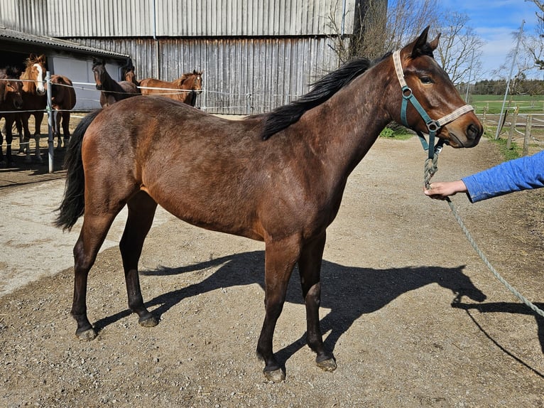 American Quarter Horse Mare 2 years 15,1 hh Brown in Bad Schussenried