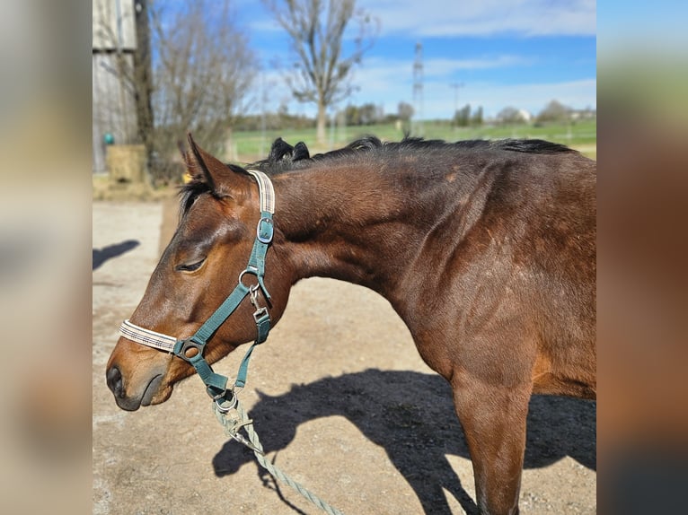 American Quarter Horse Mare 2 years 15,1 hh Brown in Bad Schussenried