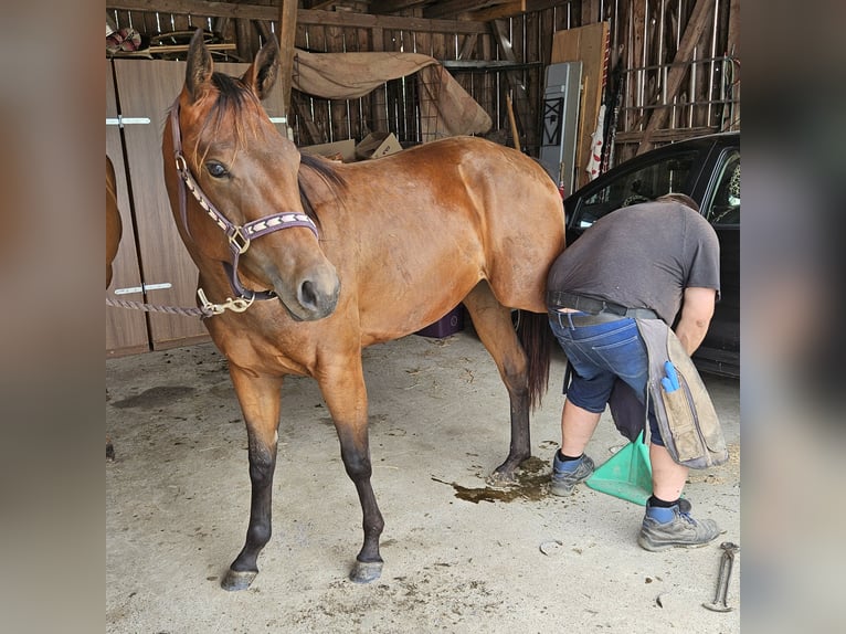 American Quarter Horse Mare 2 years 15,1 hh Brown in Bad Schussenried