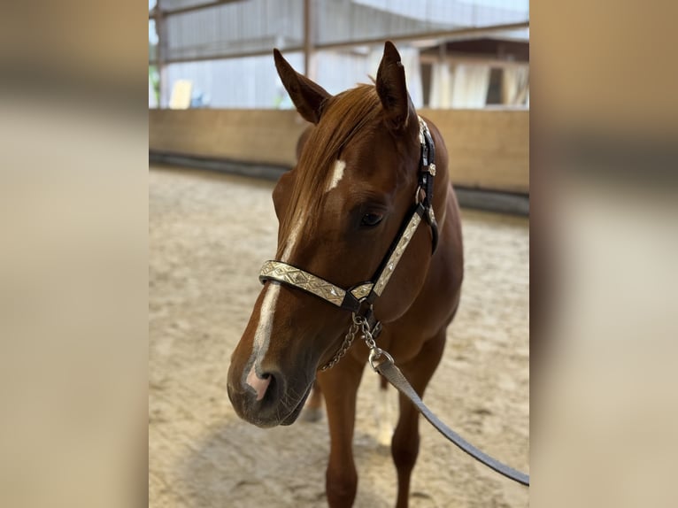 American Quarter Horse Mare 2 years 15.1 hh Chestnut-Red in WinterbachWinterbach