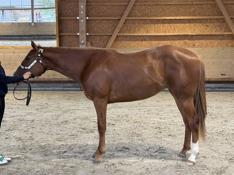 American Quarter Horse Mare 2 years 15.1 hh Chestnut-Red in WinterbachWinterbach