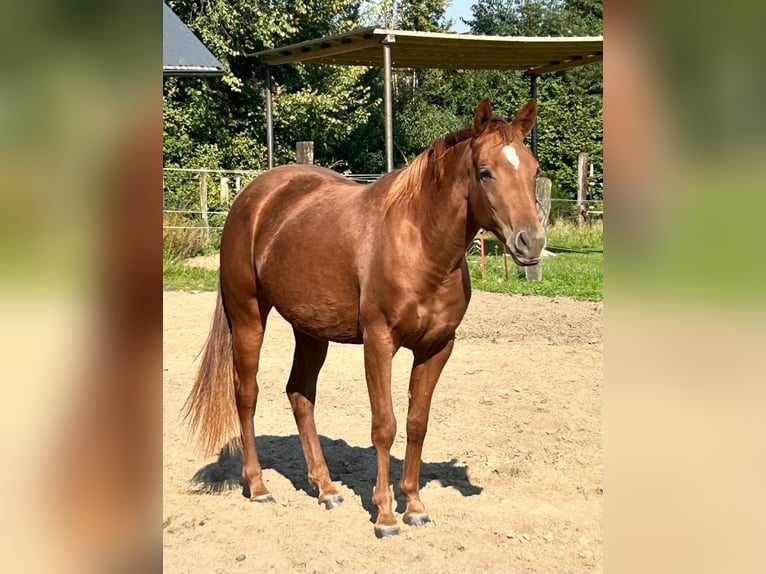 American Quarter Horse Mare 2 years 15,1 hh Chestnut-Red in Haltern am See