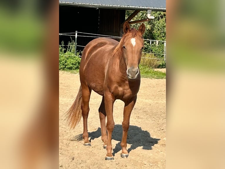 American Quarter Horse Mare 2 years 15,1 hh Chestnut-Red in Haltern am See