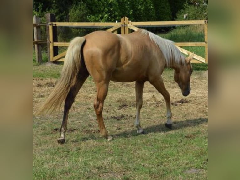 American Quarter Horse Mare 2 years 15,1 hh Palomino in Leuvenheim