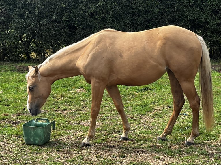 American Quarter Horse Mare 2 years 15,1 hh Palomino in Leuvenheim