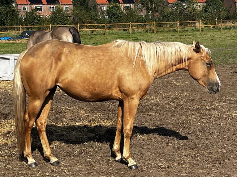 American Quarter Horse Mare 2 years 15,1 hh Palomino in Leuvenheim