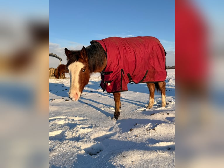 American Quarter Horse Mare 2 years 15.1 hh Roan-Bay in Rostock