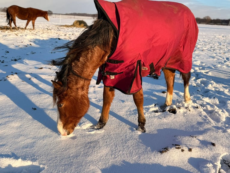 American Quarter Horse Mare 2 years 15.1 hh Roan-Bay in Rostock