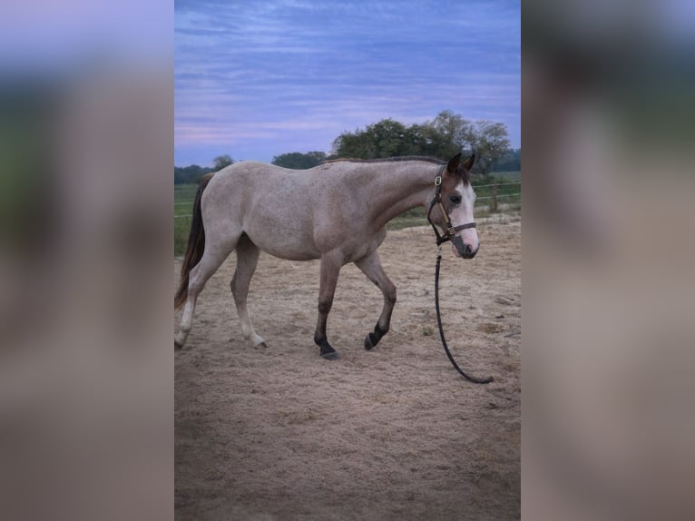 American Quarter Horse Mare 2 years 15.1 hh Roan-Bay in Rostock