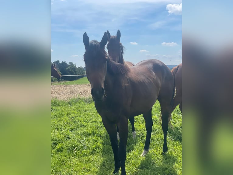 American Quarter Horse Mare 2 years 15,2 hh Bay-Dark in Illingen