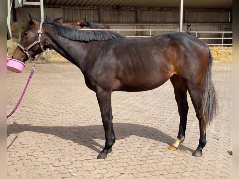 American Quarter Horse Mare 2 years 15,2 hh Brown in Illingen