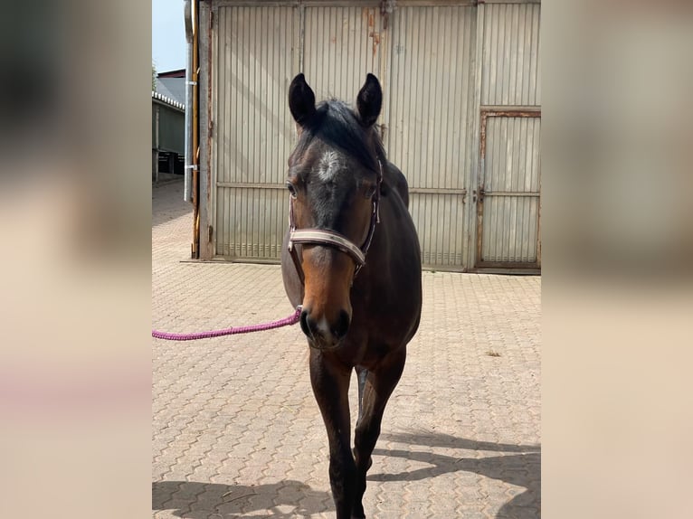 American Quarter Horse Mare 2 years 15,2 hh Brown in Illingen