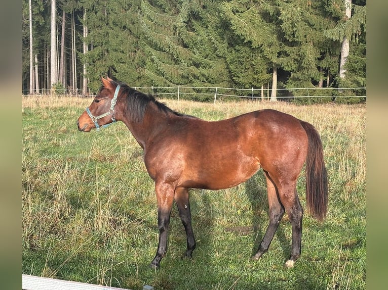 American Quarter Horse Mare 2 years 15.2 hh Brown in Kirchendemenreuth