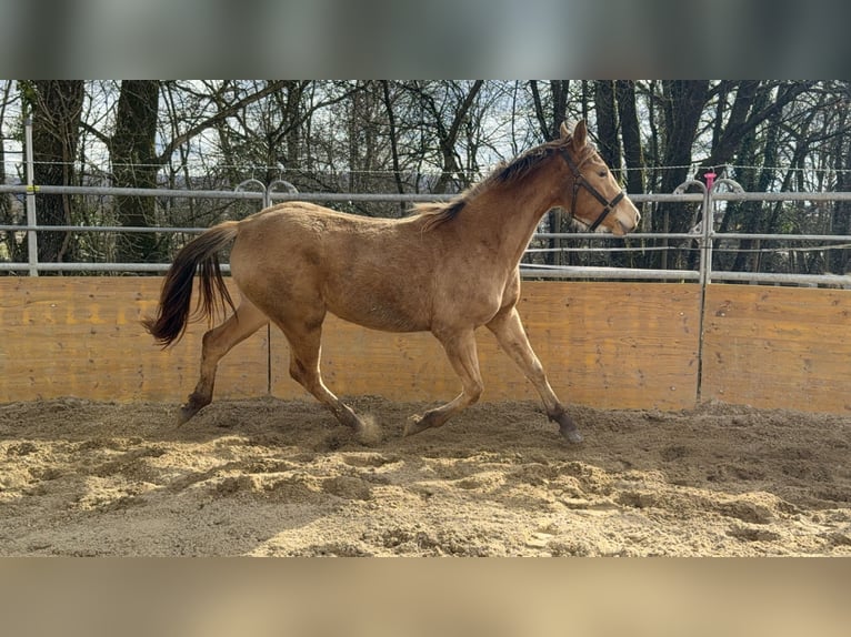 American Quarter Horse Mix Mare 2 years 15,2 hh Champagne in Waldshut-Tiengen