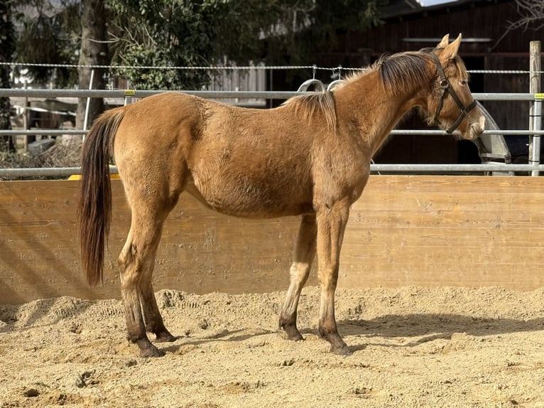 American Quarter Horse Mix Mare 2 years 15,2 hh Champagne in Waldshut-Tiengen
