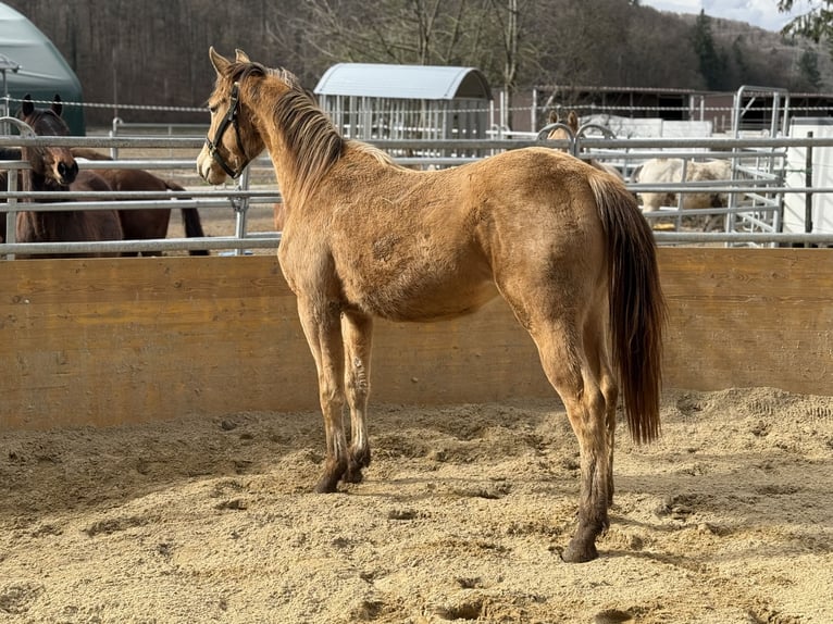 American Quarter Horse Mix Mare 2 years 15,2 hh Champagne in Waldshut-Tiengen