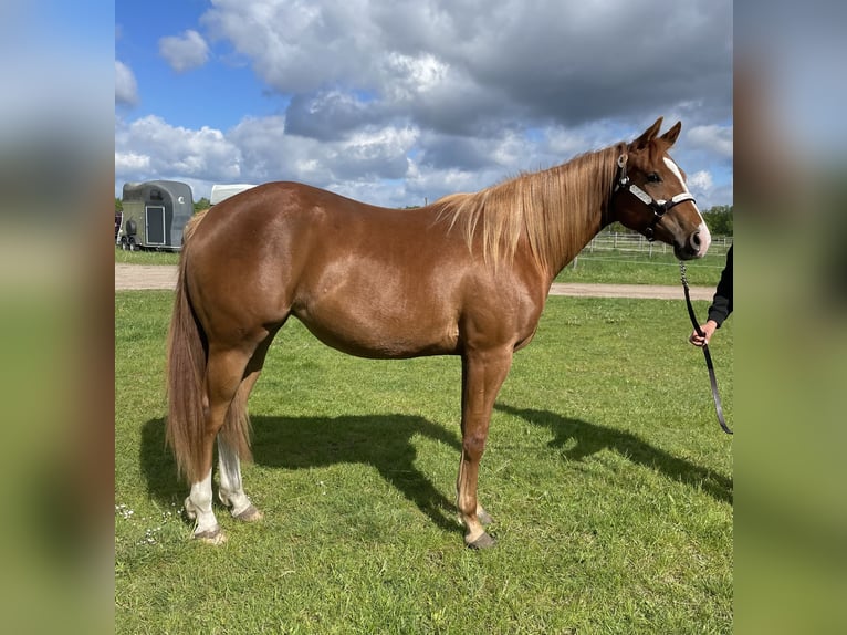 American Quarter Horse Mare 2 years 15.2 hh Chestnut-Red in Habighorst