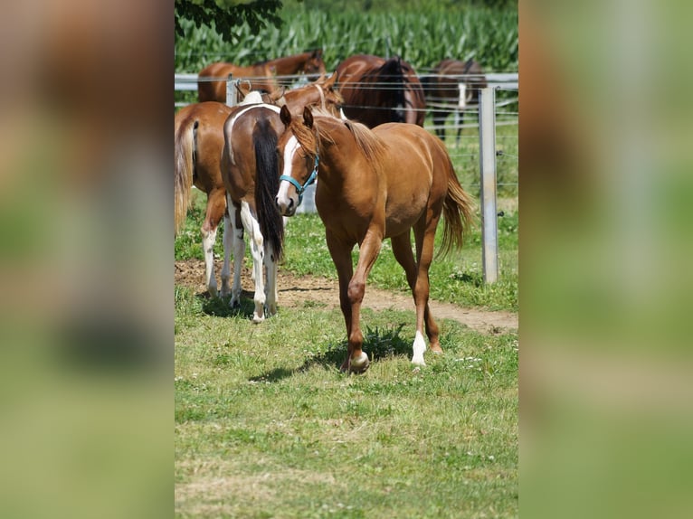 American Quarter Horse Mare 2 years 15,2 hh Chestnut-Red in Langenau