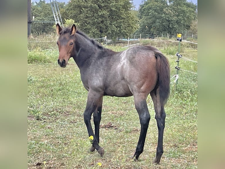 American Quarter Horse Mare 2 years 15,2 hh Roan-Bay in Stahnsdorf