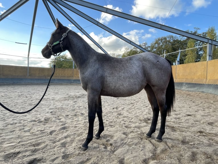 American Quarter Horse Mare 2 years 15,2 hh Roan-Bay in Stahnsdorf