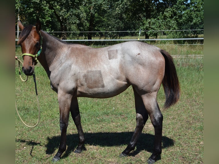 American Quarter Horse Mare 2 years 15,2 hh Roan-Bay in Stahnsdorf