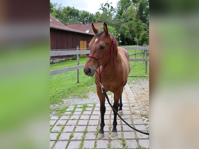 American Quarter Horse Mare 2 years 15 hh Brown in Fleischwangen