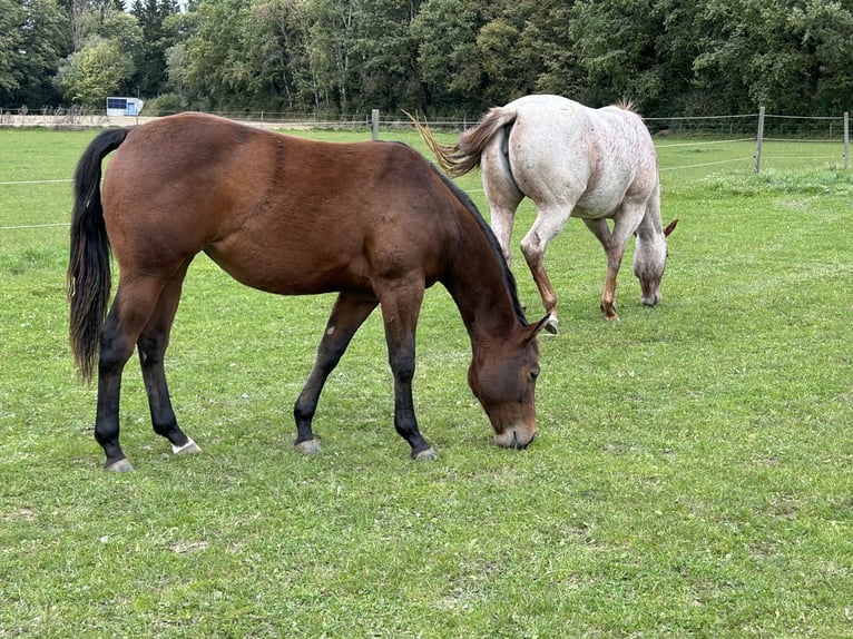 American Quarter Horse Mare 2 years 15 hh Brown in Fleischwangen