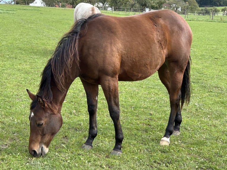 American Quarter Horse Mare 2 years 15 hh Brown in Fleischwangen