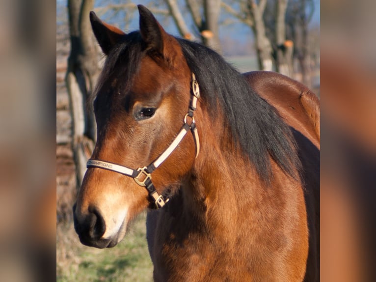 American Quarter Horse Mare 2 years 15 hh Brown in Rudolstadt