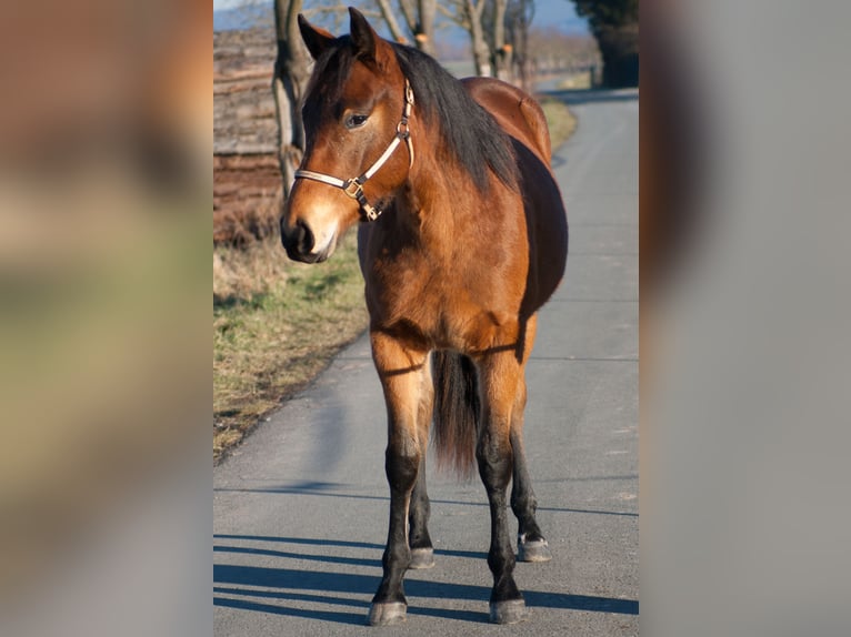 American Quarter Horse Mare 2 years 15 hh Brown in Rudolstadt