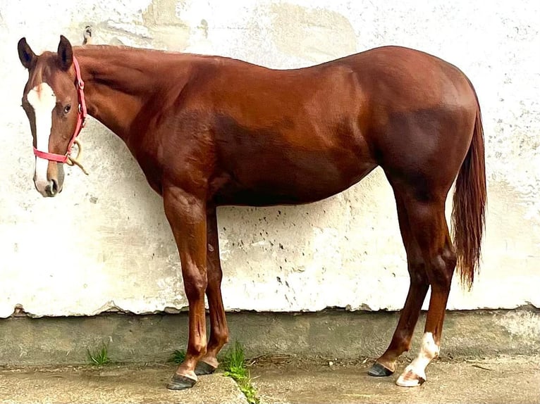American Quarter Horse Mare 2 years 15 hh Chestnut in Villach