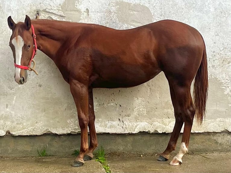 American Quarter Horse Mare 2 years 15 hh Chestnut in Wasserburg am Inn