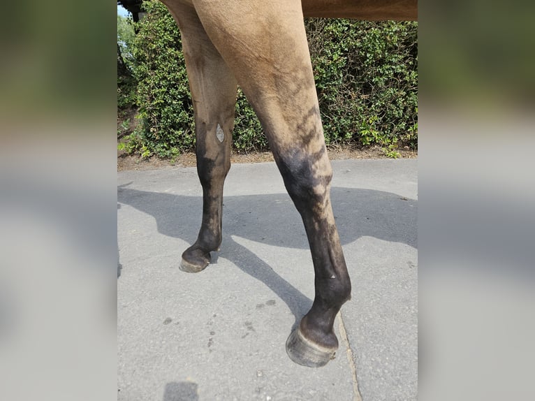 American Quarter Horse Mare 2 years 15 hh Dunalino in Bergkamen