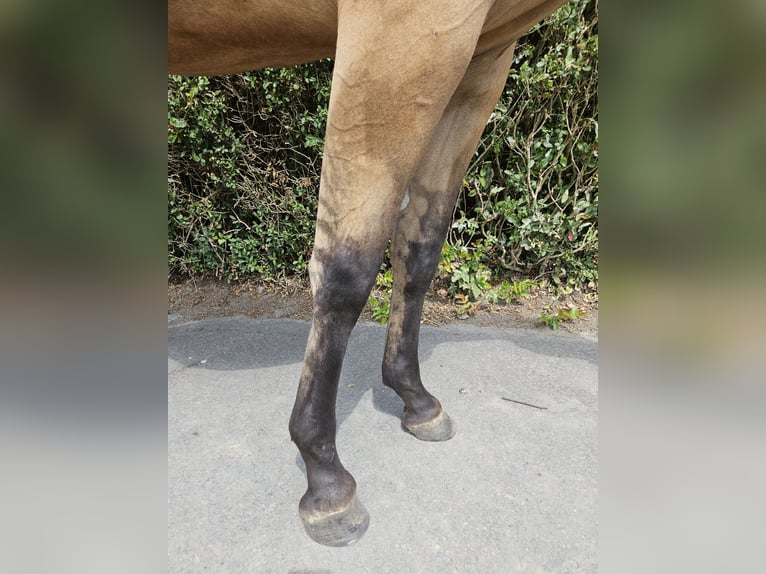 American Quarter Horse Mare 2 years 15 hh Dunalino in Bergkamen