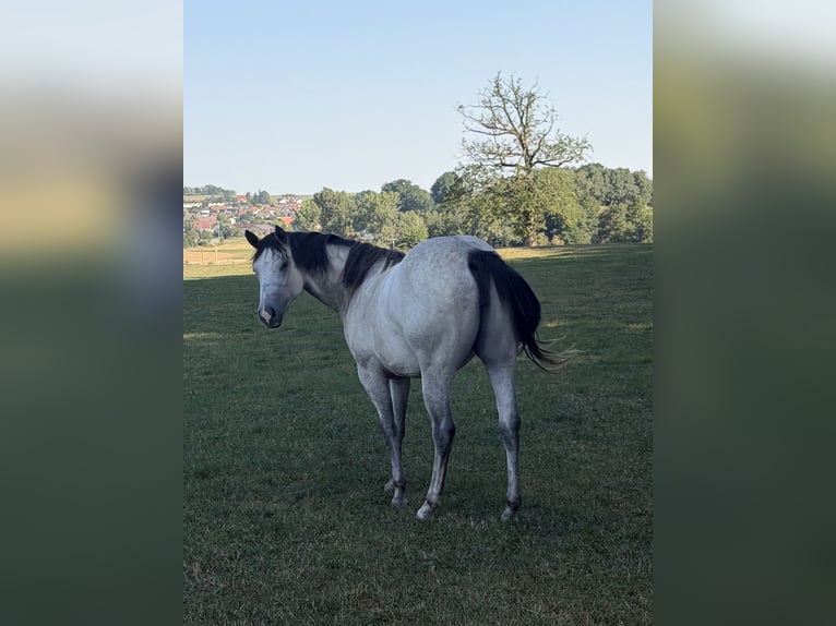 American Quarter Horse Mare 2 years 15 hh Grey in Pfullendorf