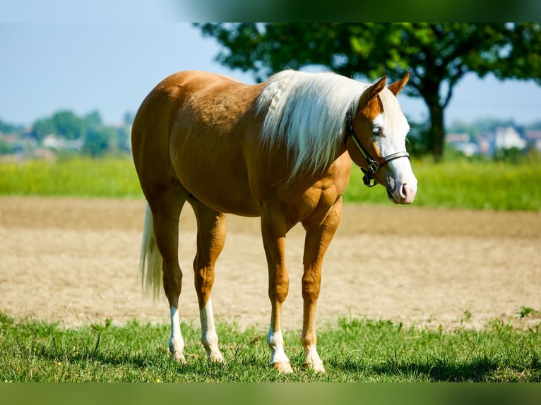 American Quarter Horse Mare 2 years 15 hh Palomino in München