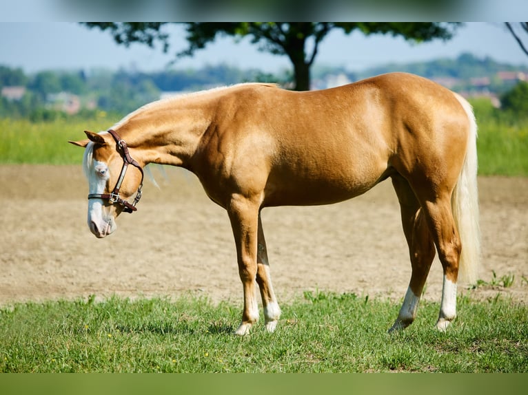 American Quarter Horse Mare 2 years 15 hh Palomino in München