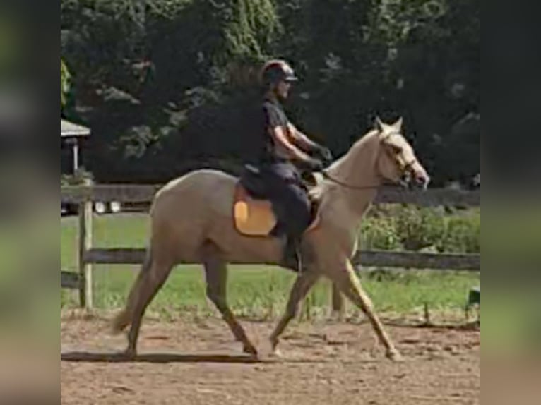 American Quarter Horse Mare 2 years 15 hh Palomino in Elbridge