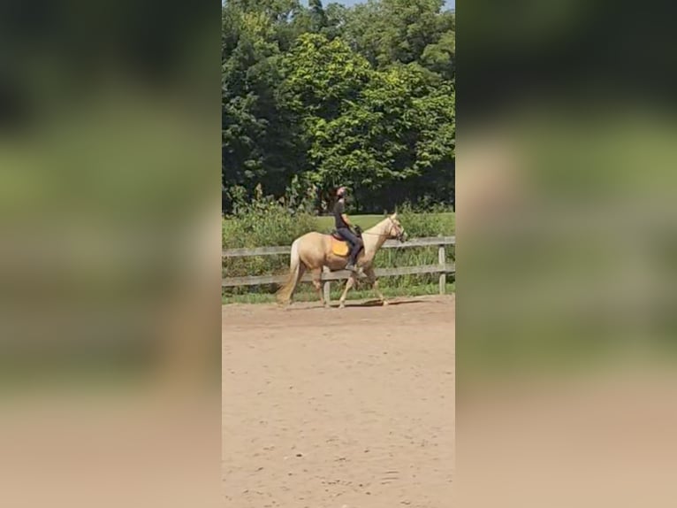 American Quarter Horse Mare 2 years 15 hh Palomino in Elbridge