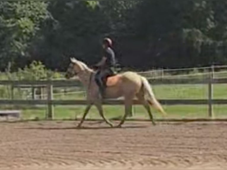 American Quarter Horse Mare 2 years 15 hh Palomino in Elbridge