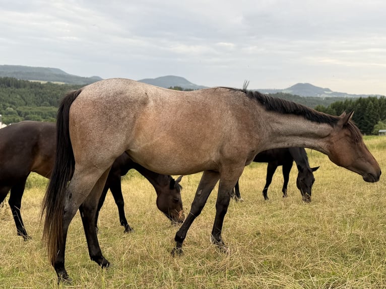 American Quarter Horse Mare 2 years 15 hh Roan-Bay in Iggingen