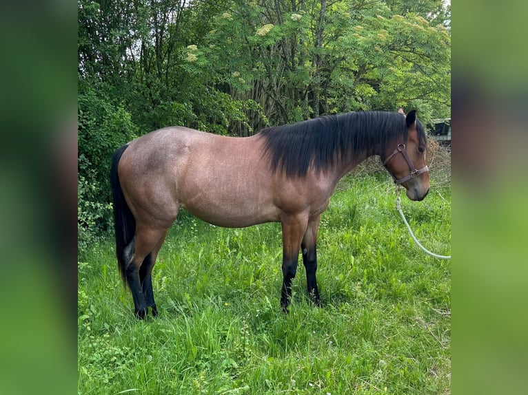 American Quarter Horse Mare 2 years 15 hh Roan-Bay in Ensdorf